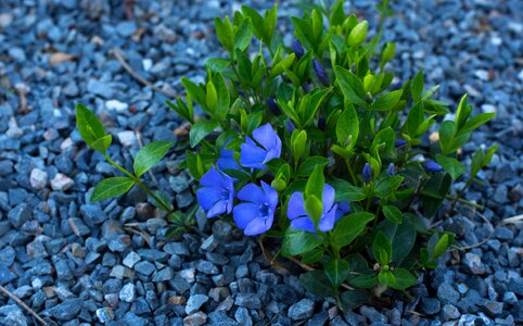 Blossom blue green photo