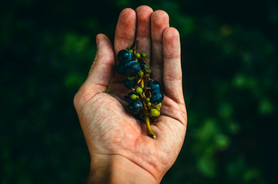 Grapes foliage fresh