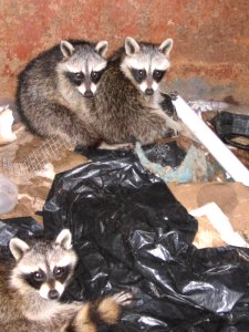 Dumpster raccoons