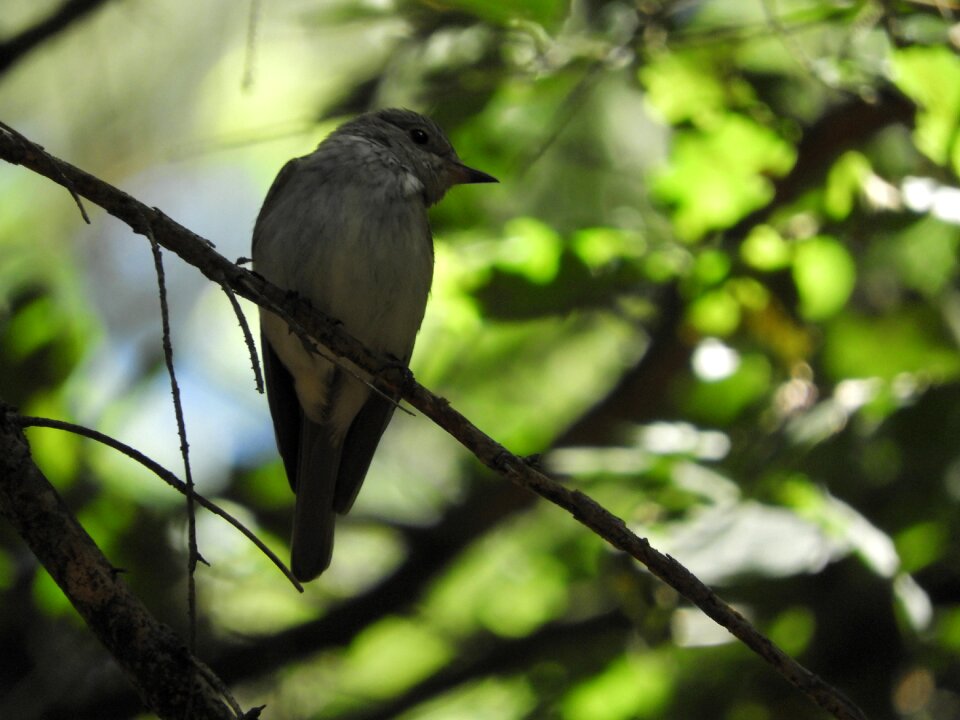 Birds forest nature