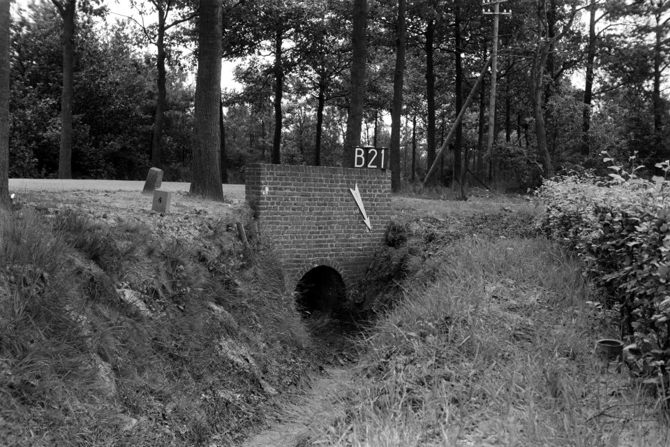 Duiker te Bakel (ruilverkaveling Groote Peel), Bestanddeelnr 170-2183