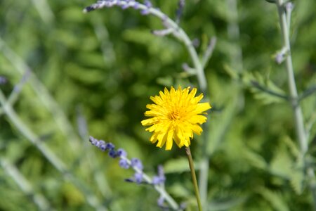 Field spring summer photo