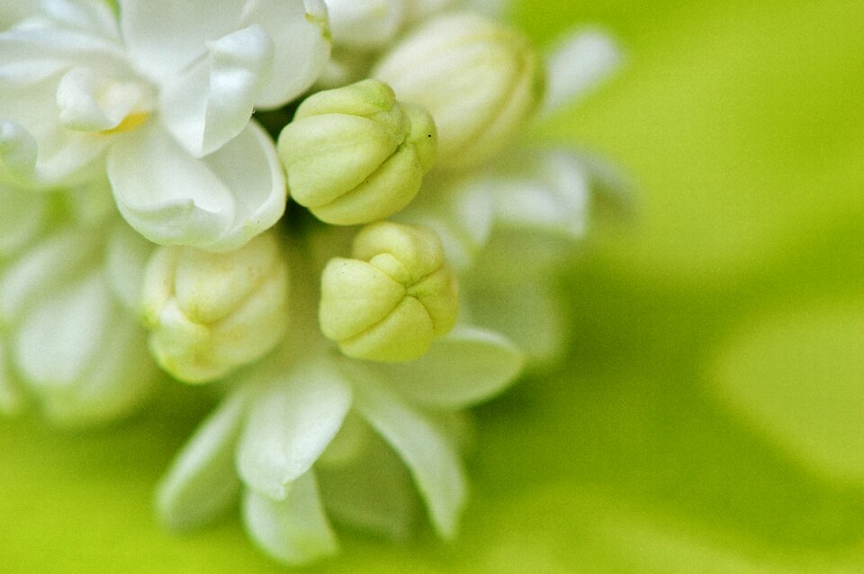 Bush bud blossom photo