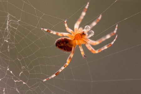 Cobweb spider macro close up photo