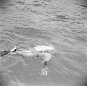 Duiker in de Fuikbaai, Bestanddeelnr 252-2985