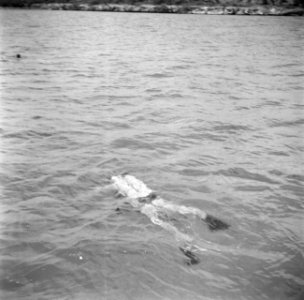 Duiker in de Fuikbaai, Bestanddeelnr 252-2984