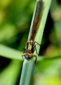 Macro nature dragonfly