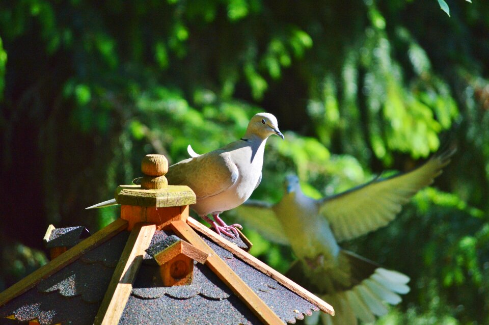 Nature city pigeon poultry