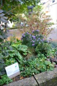 Duexer Bock 2016-10-03 DSC 5152 BI