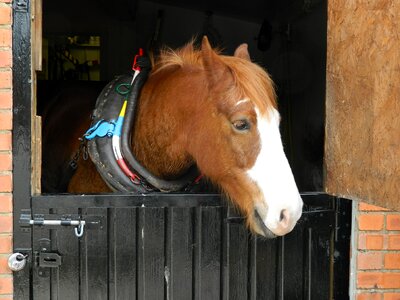 Head animal equine photo