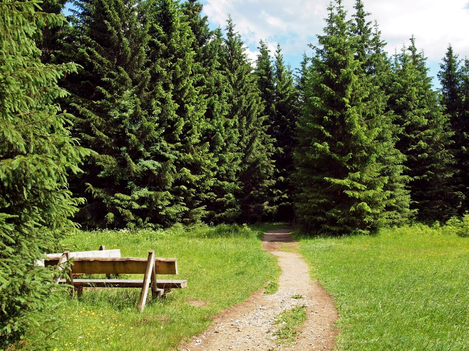 Brockenweg benches forest