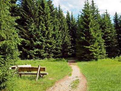 Brockenweg benches forest