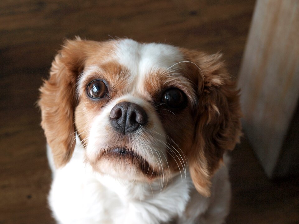 Pet animals dog head