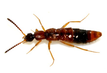Drusilla-canaliculata-01-fws