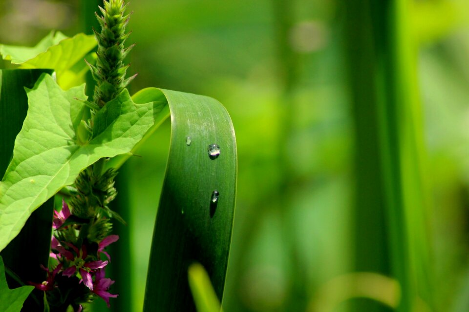 Green leaves drop of water