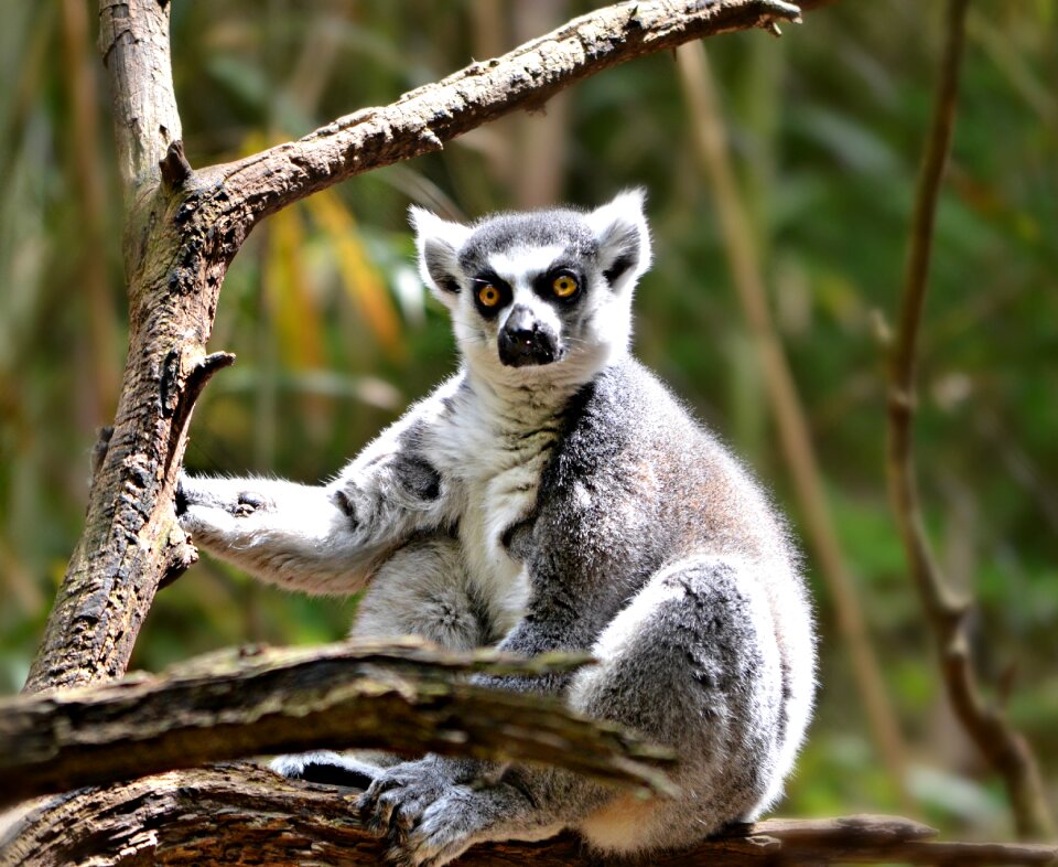 Primate ring-tailed wildlife