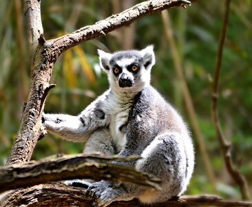 Primate ring-tailed wildlife