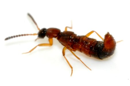 Drusilla-canaliculata-06-fws