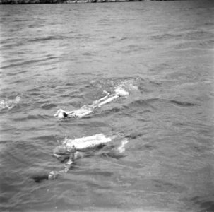 Duikers in de Fuikbaai, Bestanddeelnr 252-2982