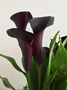 Flowers mysterious elegant