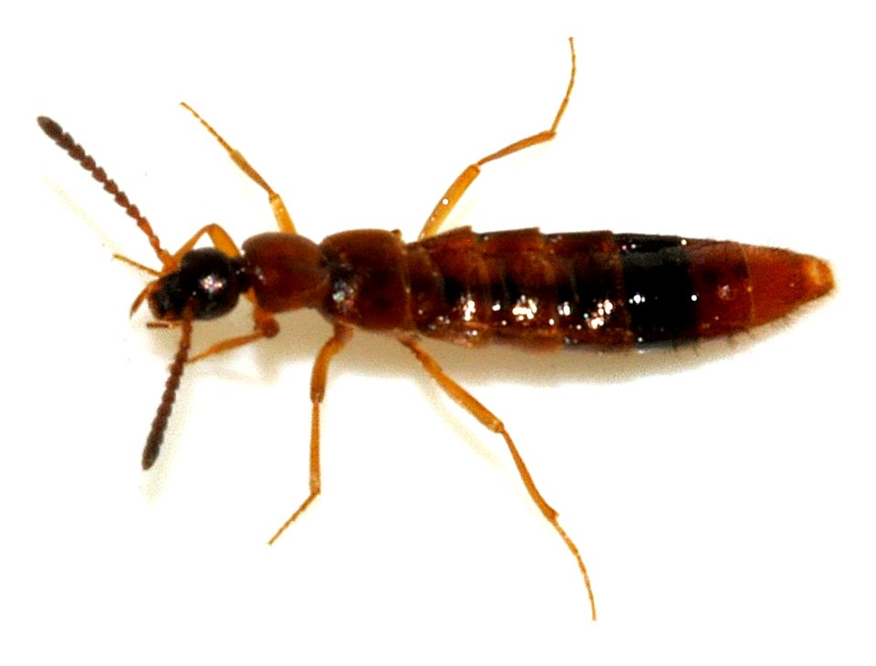 Drusilla-canaliculata-09-fws