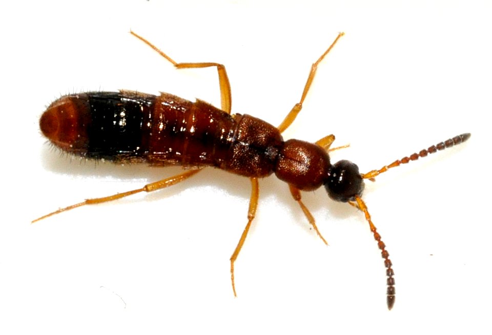 Drusilla-canaliculata-02-fws