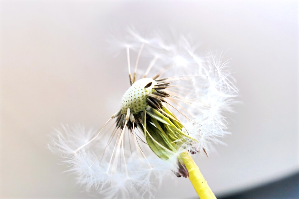 Blossom bloom seeds photo