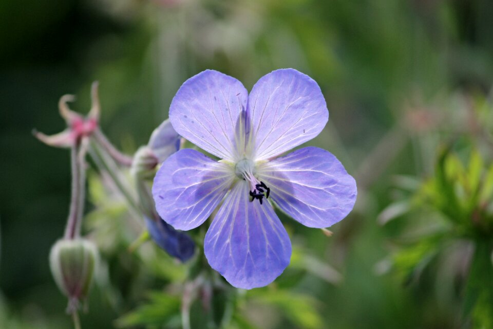 Geranium greenhouse blue violet plant