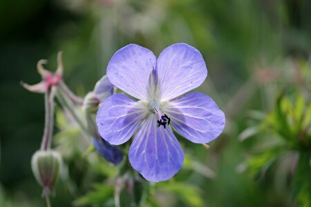 Geranium greenhouse blue violet plant photo