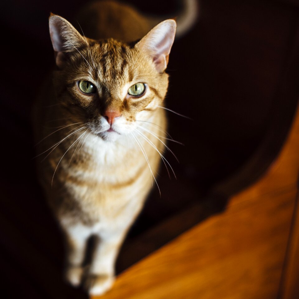 Ginger fur red fur green eyes
