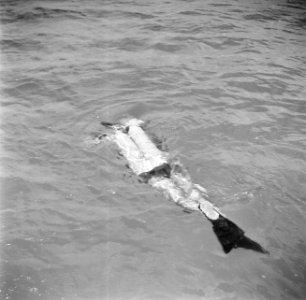 Duiker in de Fuikbaai, Bestanddeelnr 252-2989
