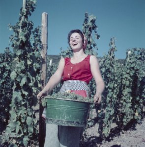 Druivenplukster wijnkoniging Mosella met een emmer druiven, Bestanddeelnr 254-6091