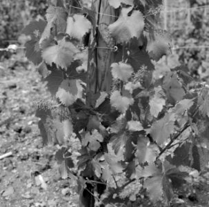 Druivenstokken met bloemknoppen van vermoedelijk Riesling druiven, Bestanddeelnr 254-4138