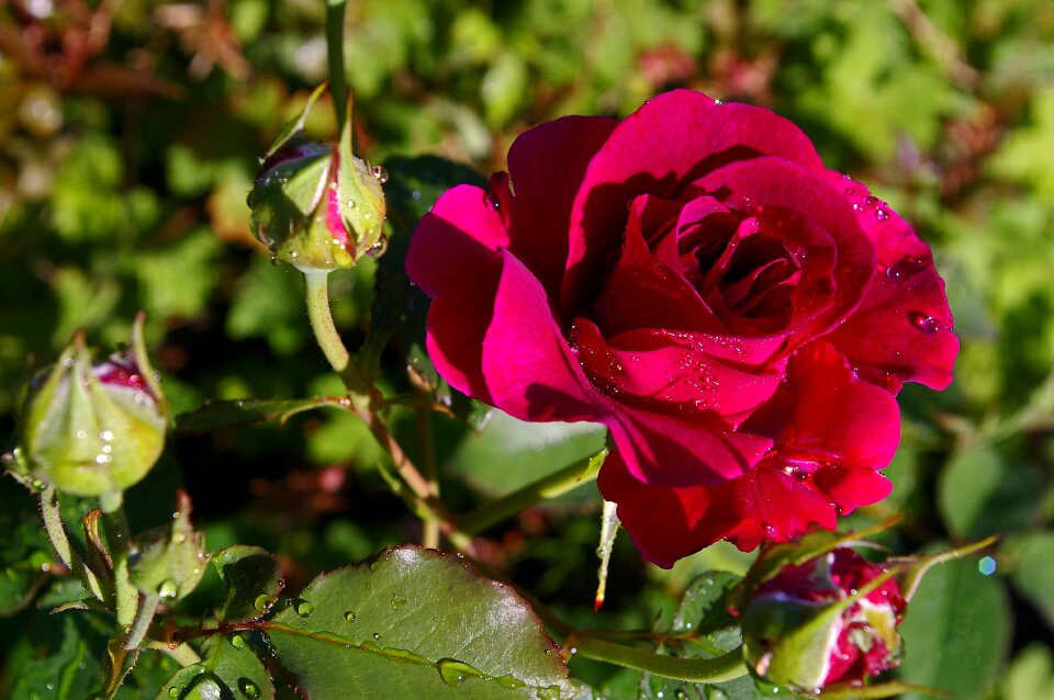 Rose garden blossom bloom