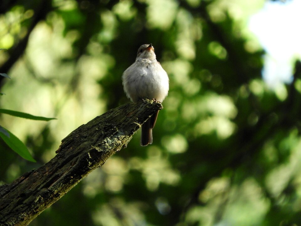 Plumage sitting nature