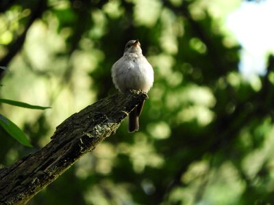 Plumage sitting nature