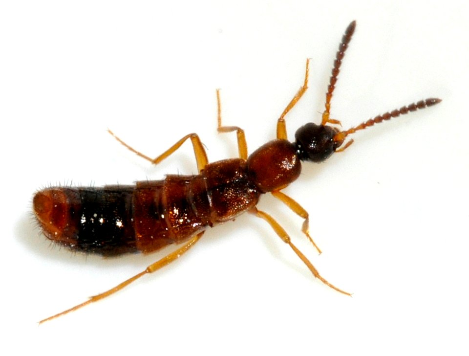 Drusilla-canaliculata-05-fws