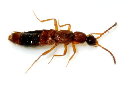 Drusilla-canaliculata-08-fws