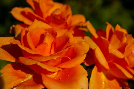 Rose garden blossom bloom