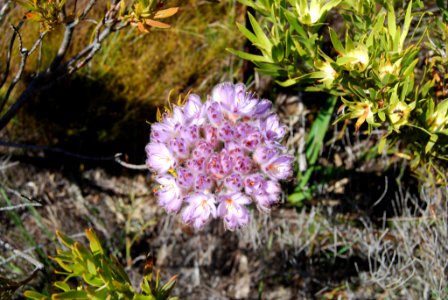 Dsc 0183 Jpg (136541689)
