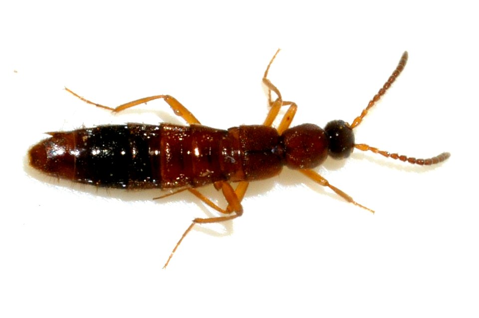 Drusilla-canaliculata-07-fws