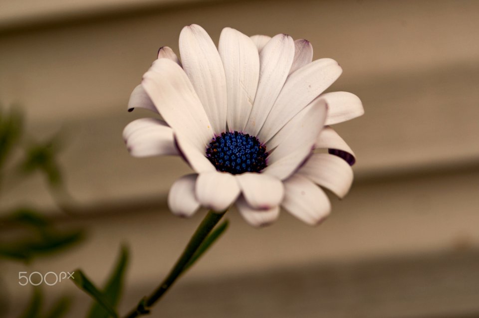 Dsc (221765755)