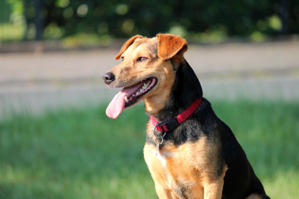 Mixed breed dog attention sit