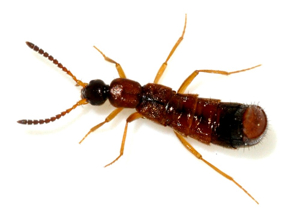 Drusilla-canaliculata-03-fws