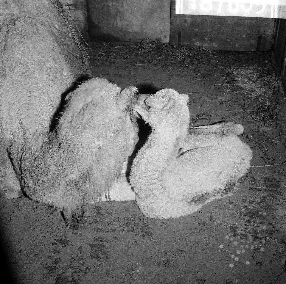 Dromedaris in Artis kreeg vierde jong, Bestanddeelnr 918-7605