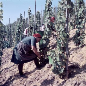 Druivenpluksters aan het werk, Bestanddeelnr 254-6089