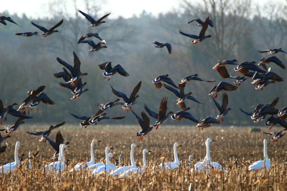 Swans goose migratory bird