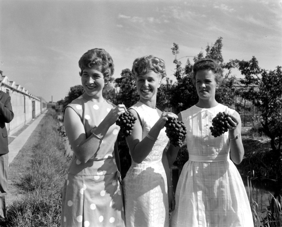 Druivenprinses en haar beide hofdames aan de pers voorgesteld Vlnr Nel Hofm, Bestanddeelnr 915-2420