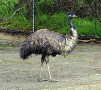 Dromaius novaehollandiae - San Francisco Zoo - San Francisco, CA - DSC03558 photo