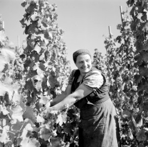 Druivenplukster aan het werk, Bestanddeelnr 254-4157